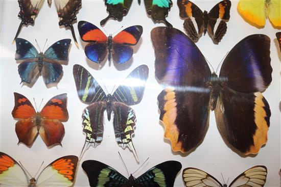A collection of various exotic butterflies housed in three glazed wooden cases, largest case is 25.25 x 19.25in.